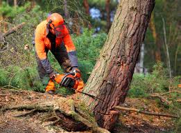 How Our Tree Care Process Works  in Mount Pulaski, IL